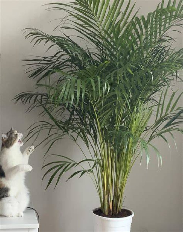 Are areca palms safe for cats?