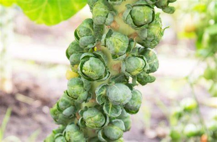 Are brussel sprouts a nightshade vegetable?