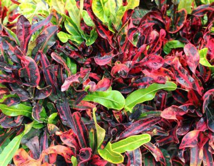 Are Crotons full sun?