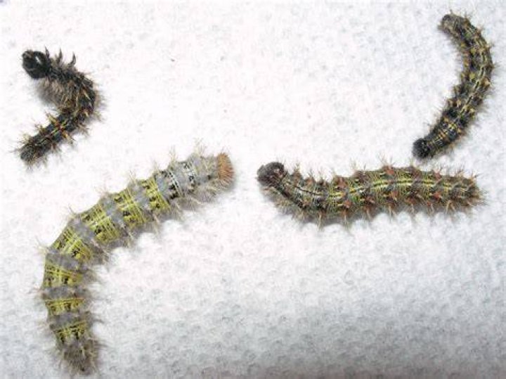 Are painted lady caterpillars cannibals?