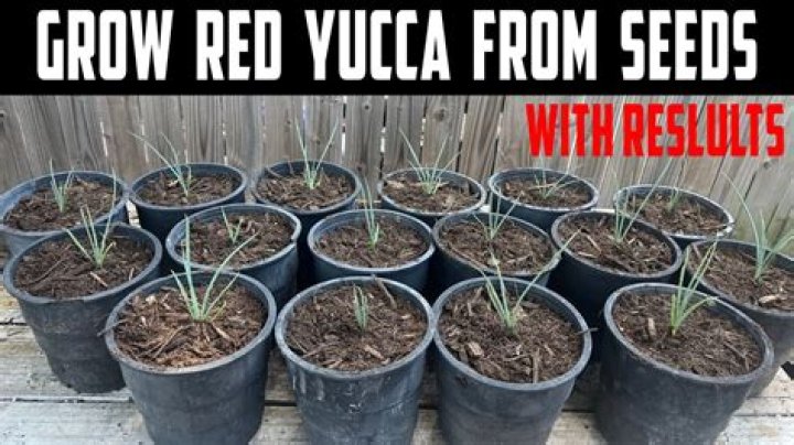 Are red yucca seeds edible?
