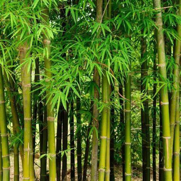 Bamboo Mañalac Bamboo Mañalac