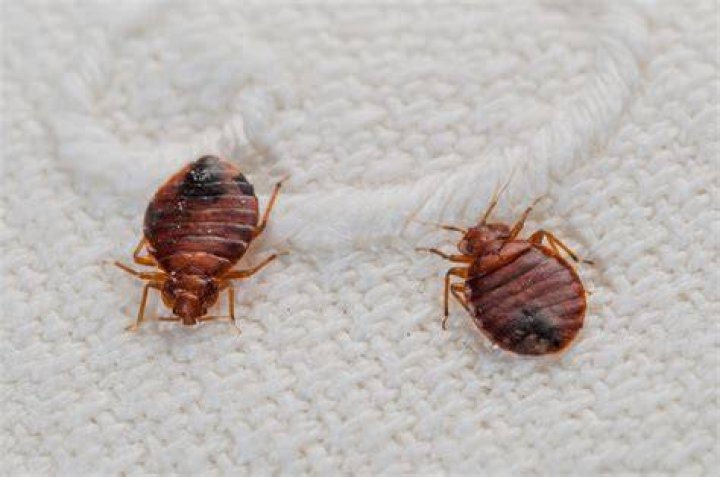Can bed bugs live in a refrigerator?