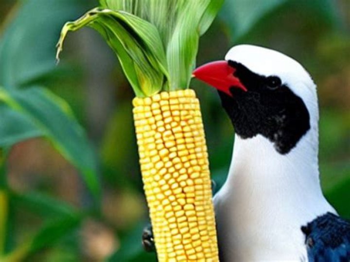 Can birds eat Indian corn?