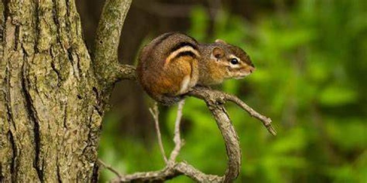 Can chipmunk climb trees?