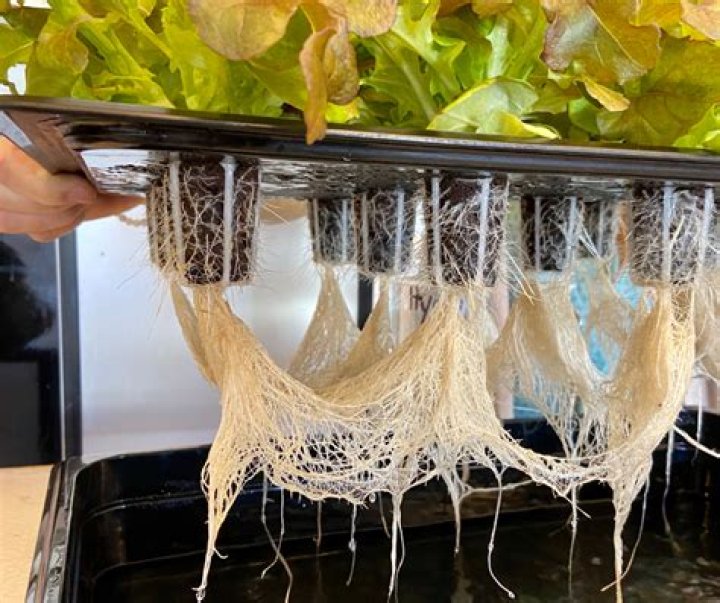 Can coffee be grown hydroponically?
