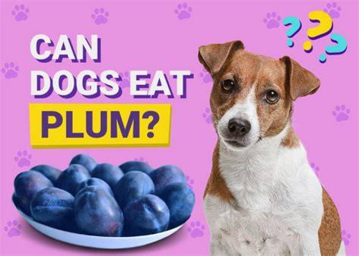 Can dogs eat alyssum?
