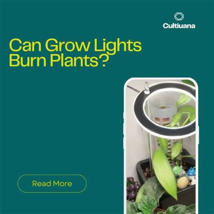 Can grow lights burn plants?