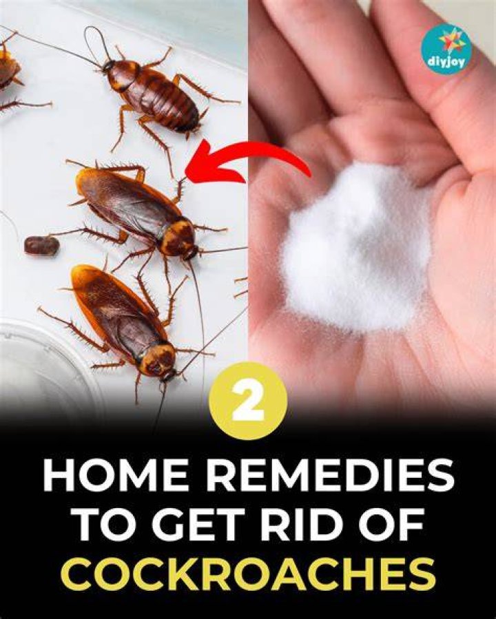 Can onion kill cockroaches?