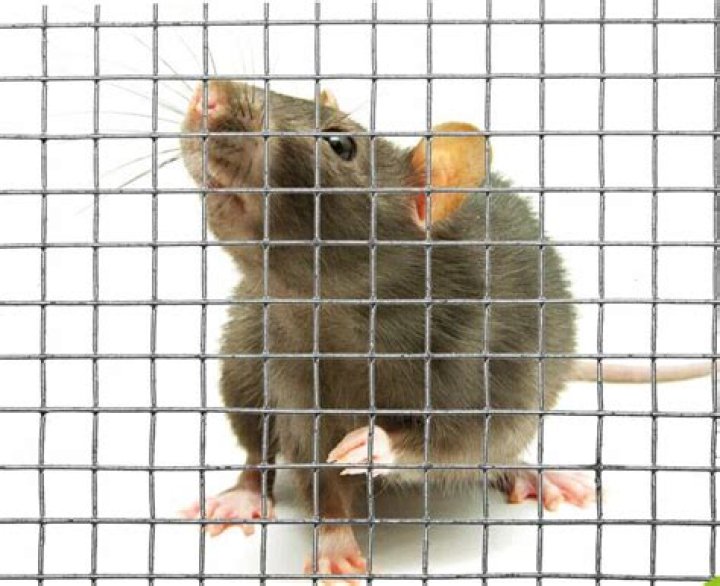 Can rats eat through wire mesh?