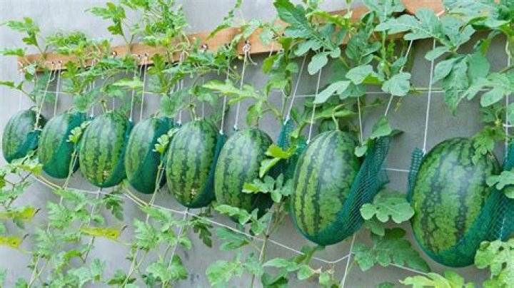 Can watermelon grow hanging?
