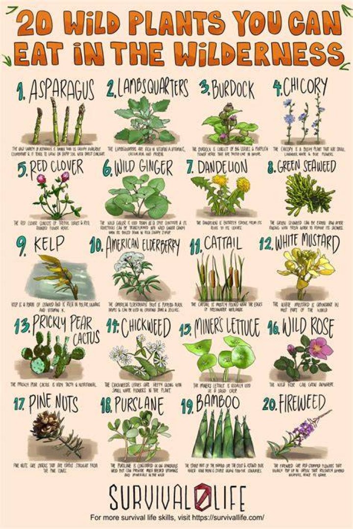 Can you eat hawkweed?