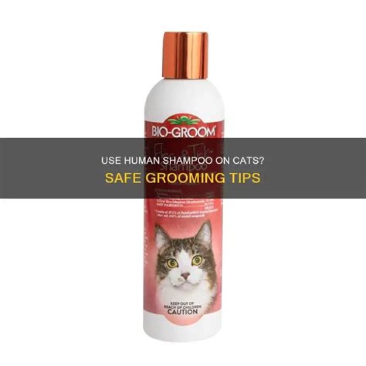 Can you use human shampoo on cats?