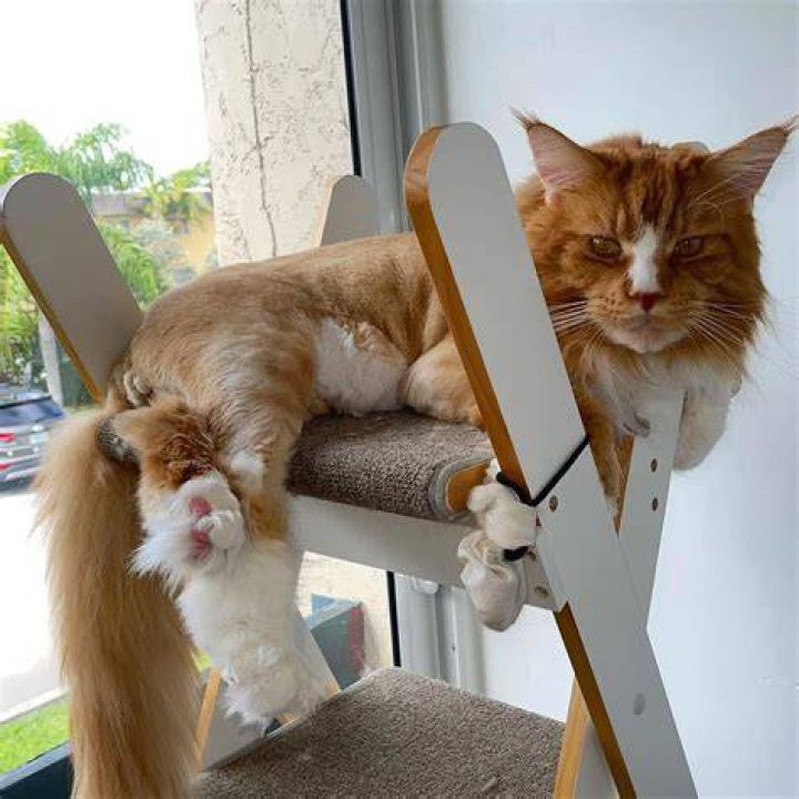 catstradante