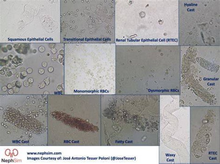 Cellular - Cast, Ages, Trivia