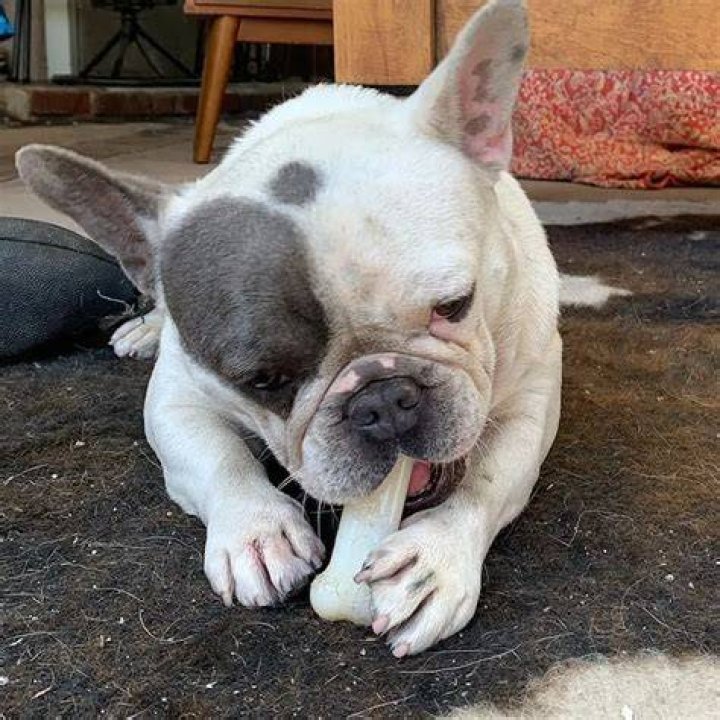 Chris Zylka Pets