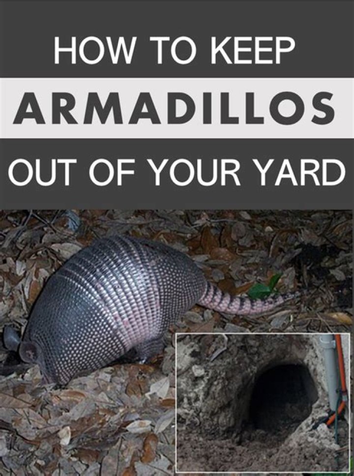 Do armadillos keep snakes away?