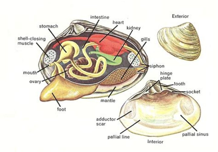 Do clams have hearts?