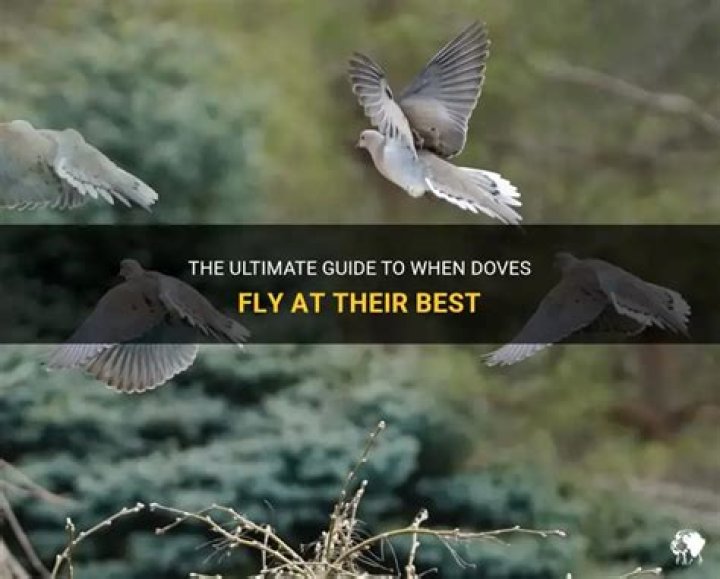 Do doves fly at night?