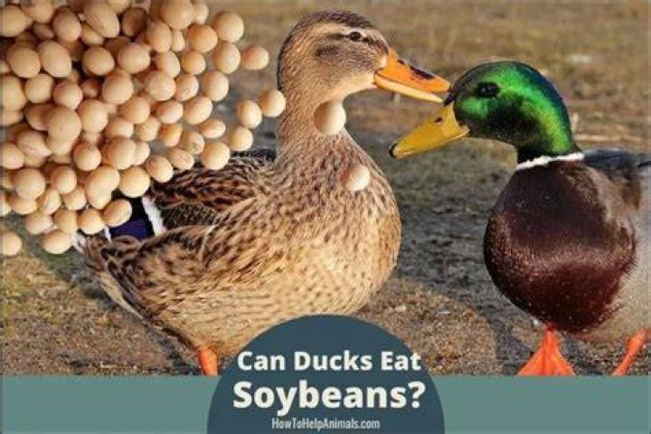 Do ducks and geese eat soybeans?