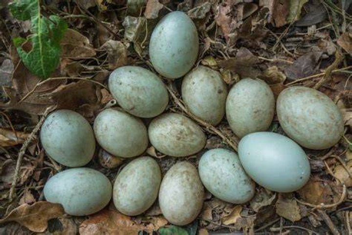 Do ducks lay colored eggs?