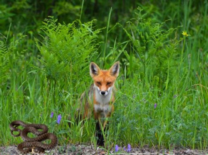 Do foxes eat snakes?