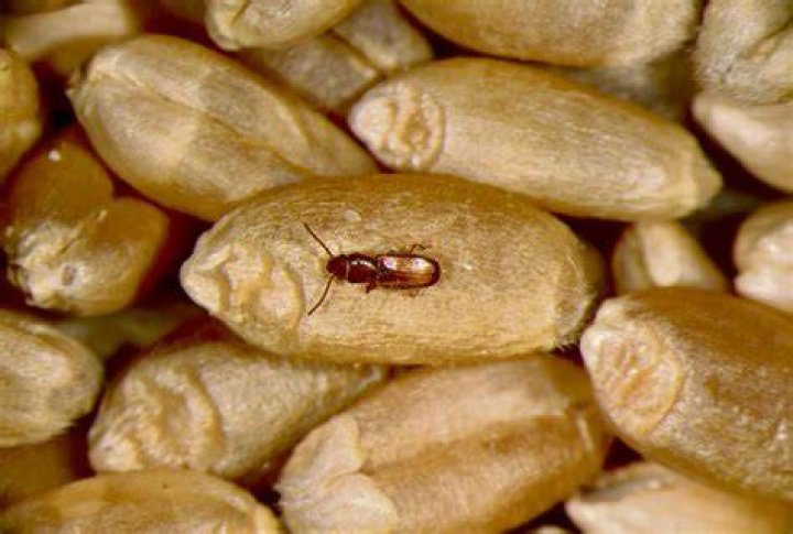 Do grain bugs bite?