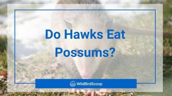 Do hawks eat possum?