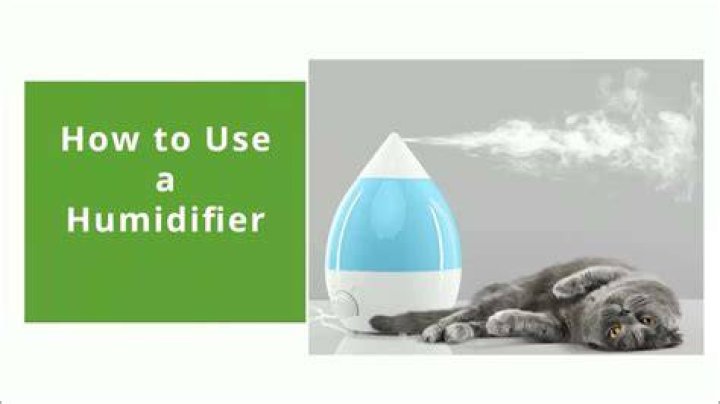 Do humidifiers help cats?