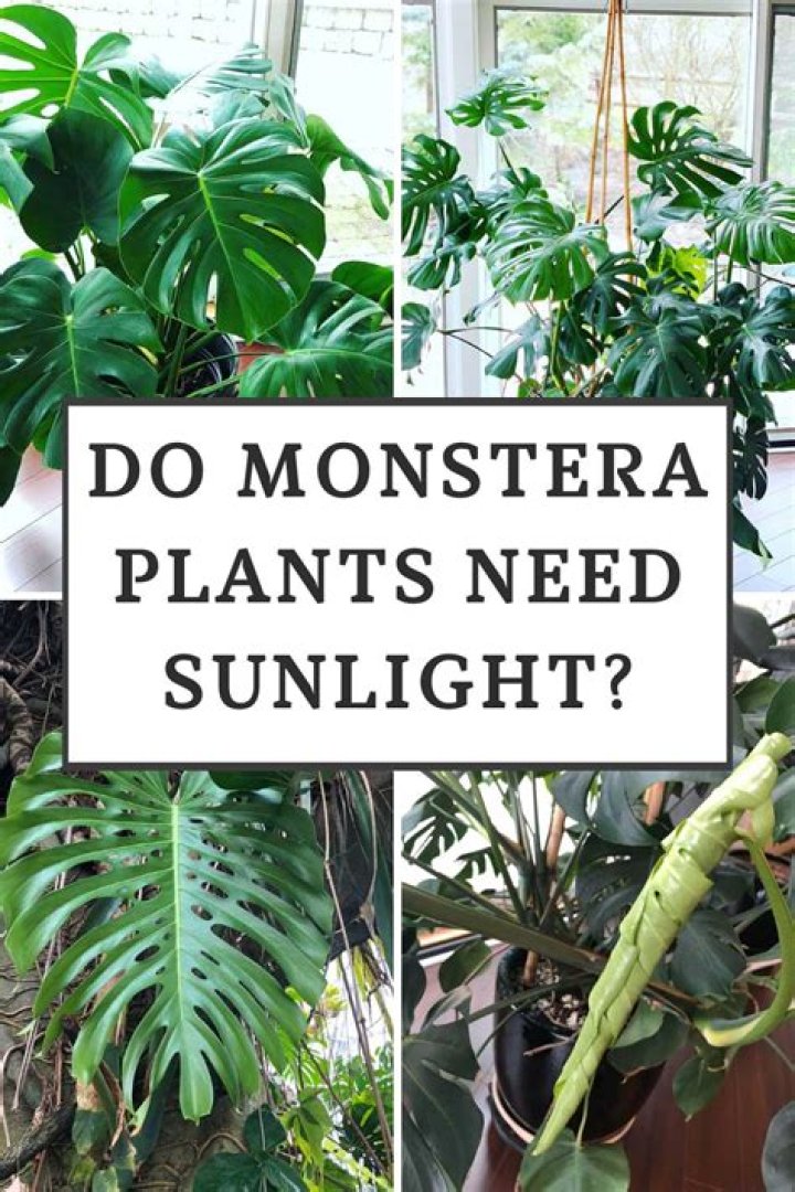 Do Monstera plants need sunlight?