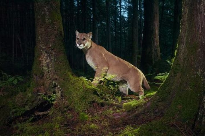 Do mountain lions live in the Amazon rainforest?