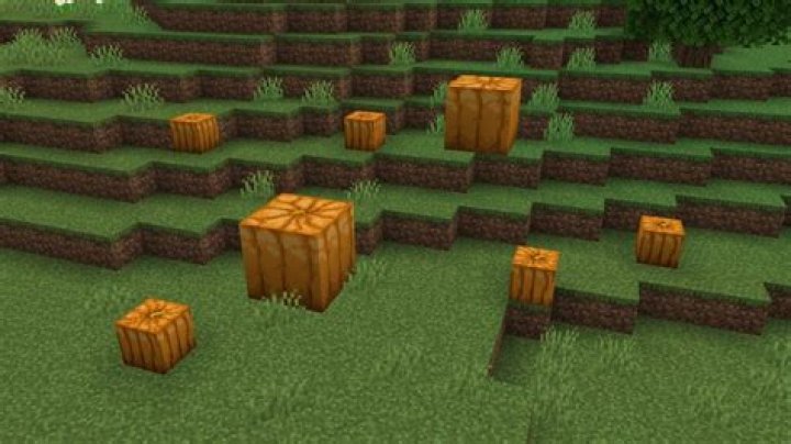 Do Pumpkins need light to grow Minecraft?