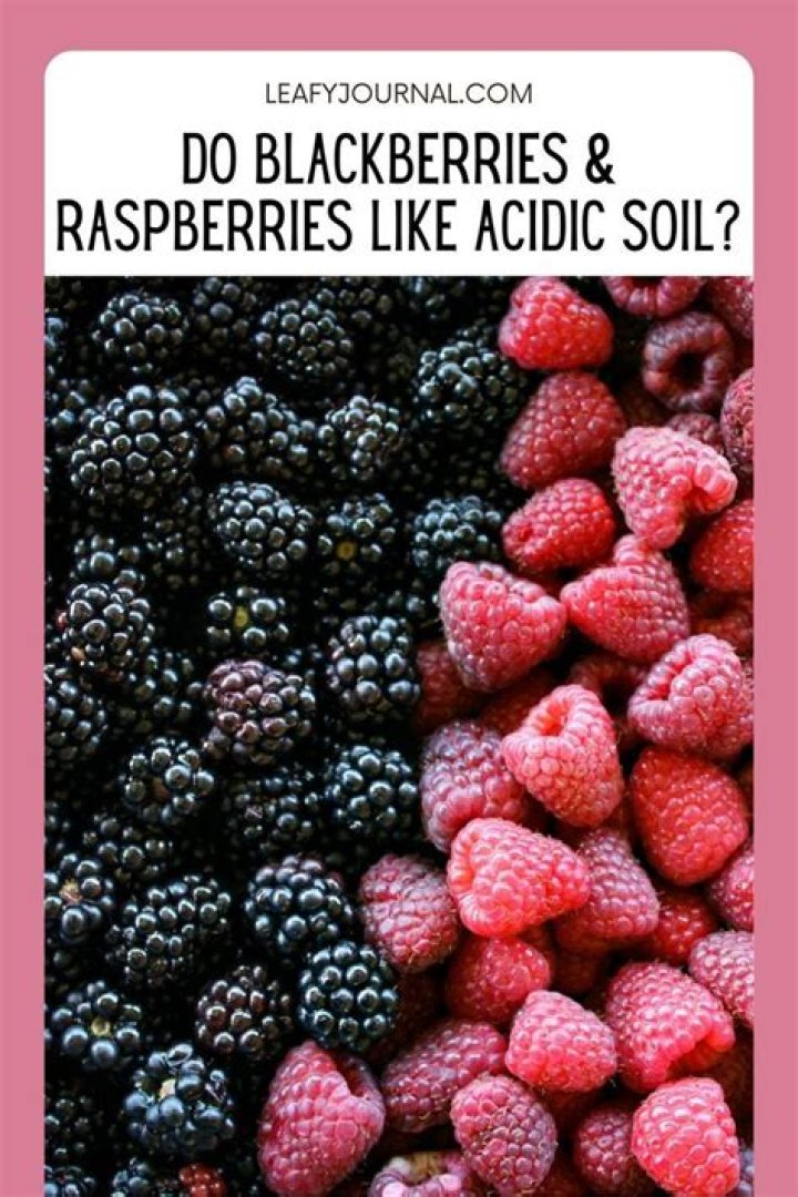 Do raspberries like acid or alkaline soil?