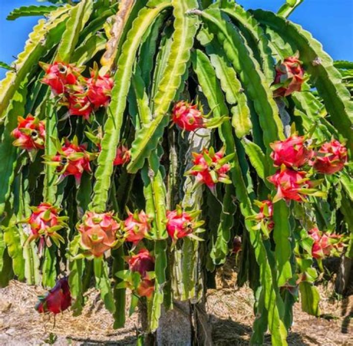 Does dragon fruit cactus have thorns?