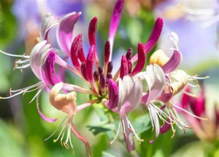 Does honeysuckle smell good?