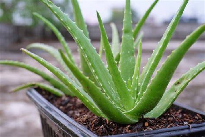Does Walmart have aloe vera plants?
