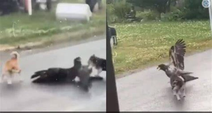 dog rescue eagle attack