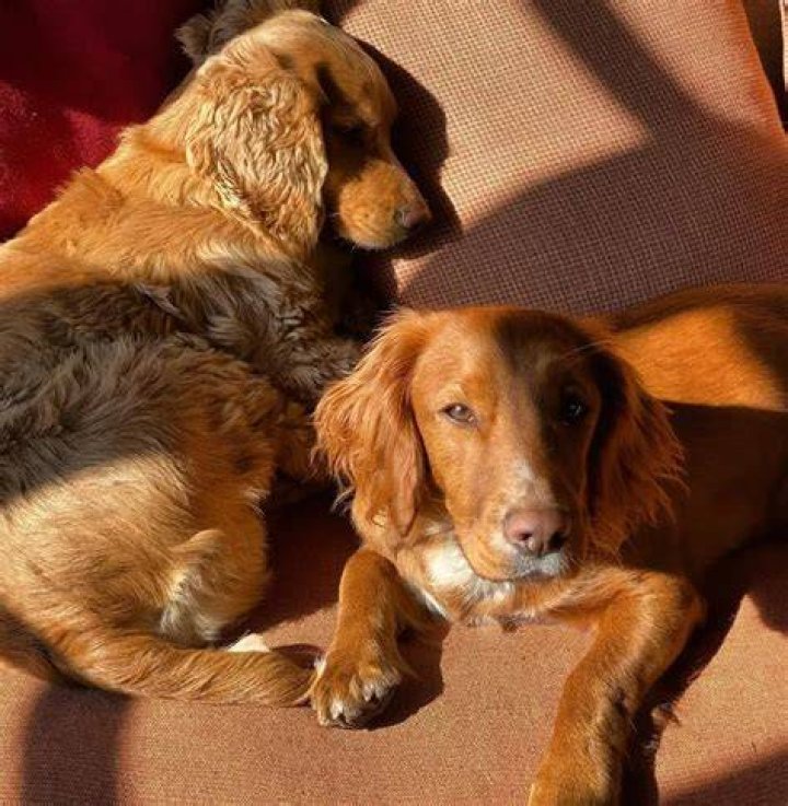 Guy Ritchie Pets