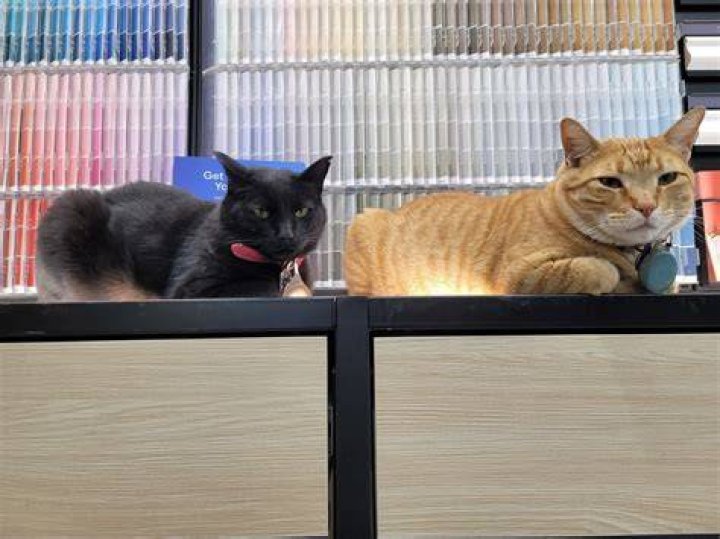 Home Improvement Cats