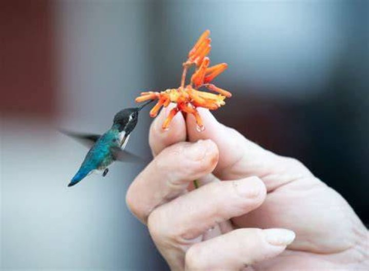 How big is a bee hummingbird?
