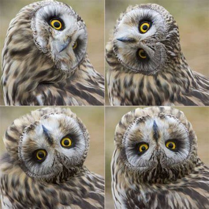 How can an owl turn its head?