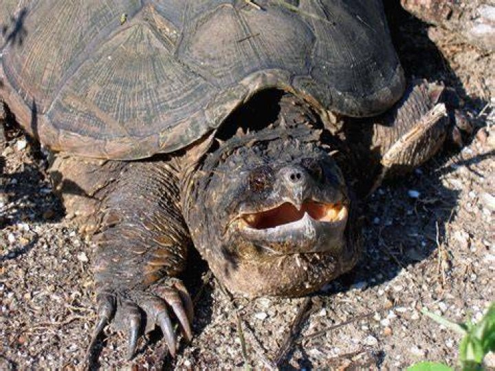 How can you tell how old a snapping turtle is?