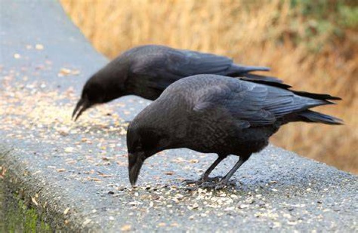 How do I keep crows from eating my corn seeds?
