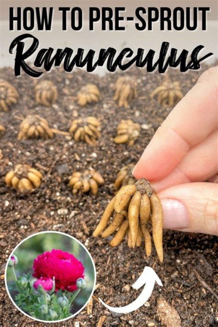 How do I pre sprout ranunculus?