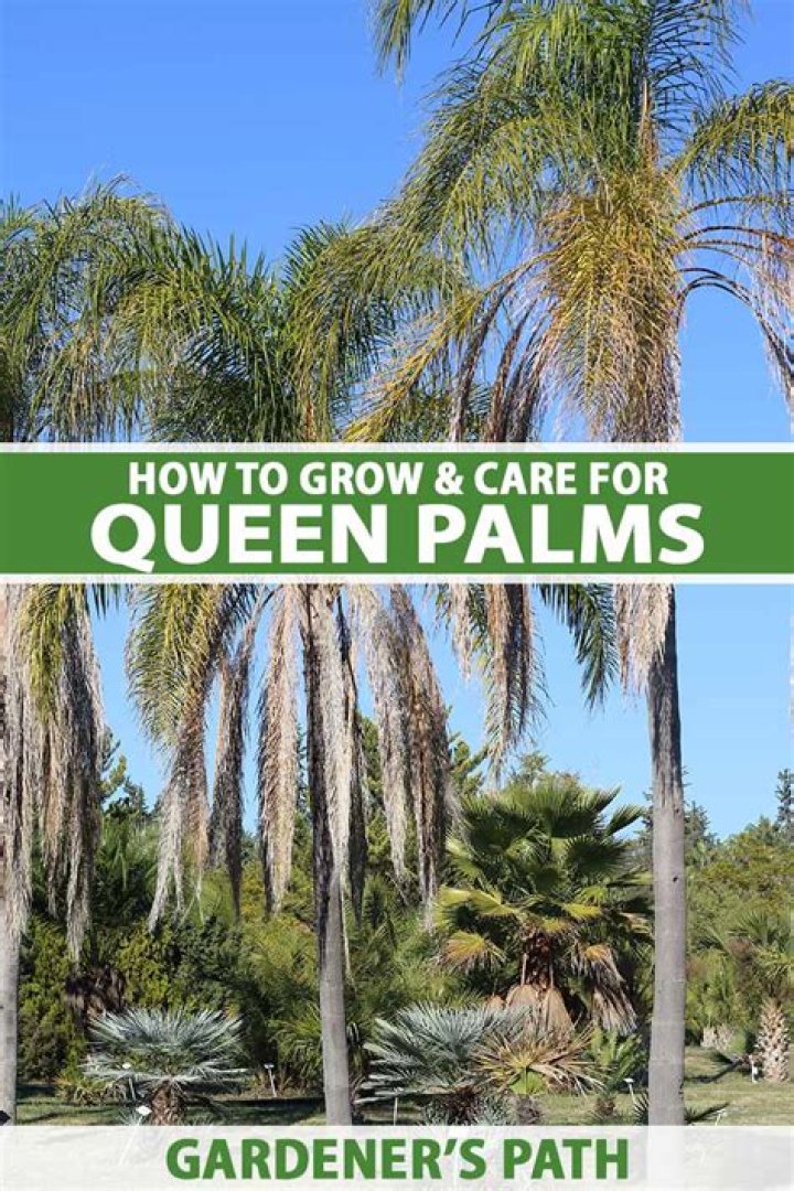 How Do queen palm trees grow?