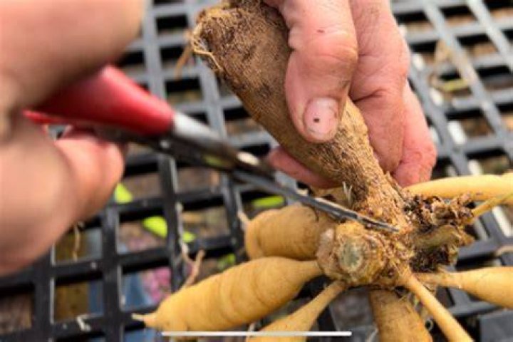How do you break up a dahlia tuber?