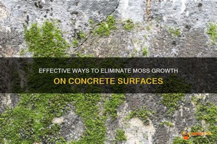 How do you increase moss growth on concrete?