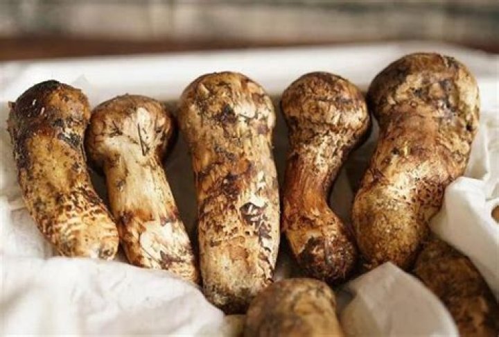 How do you keep matsutake?