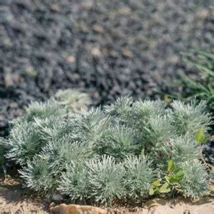 How do you propagate a Silver Mound?