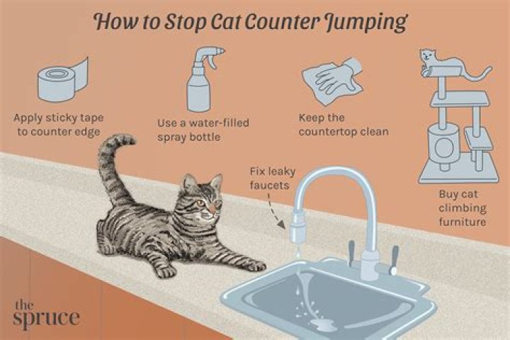 How do you stop a cat from peeing on the kitchen counter?